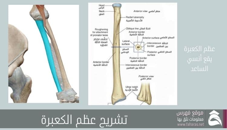 تشريح عظام الساعد