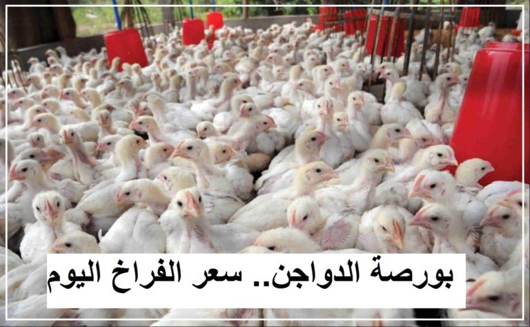 أسعار الفراخ والبيض في مصر اليوم الأربعاء 25 يناير 2023