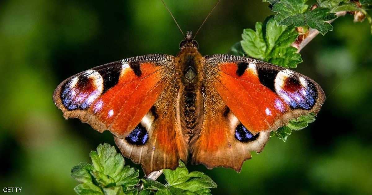 دراسة تكشف الدولة صاحبة أكبر عدد من الفراشات بالعالم