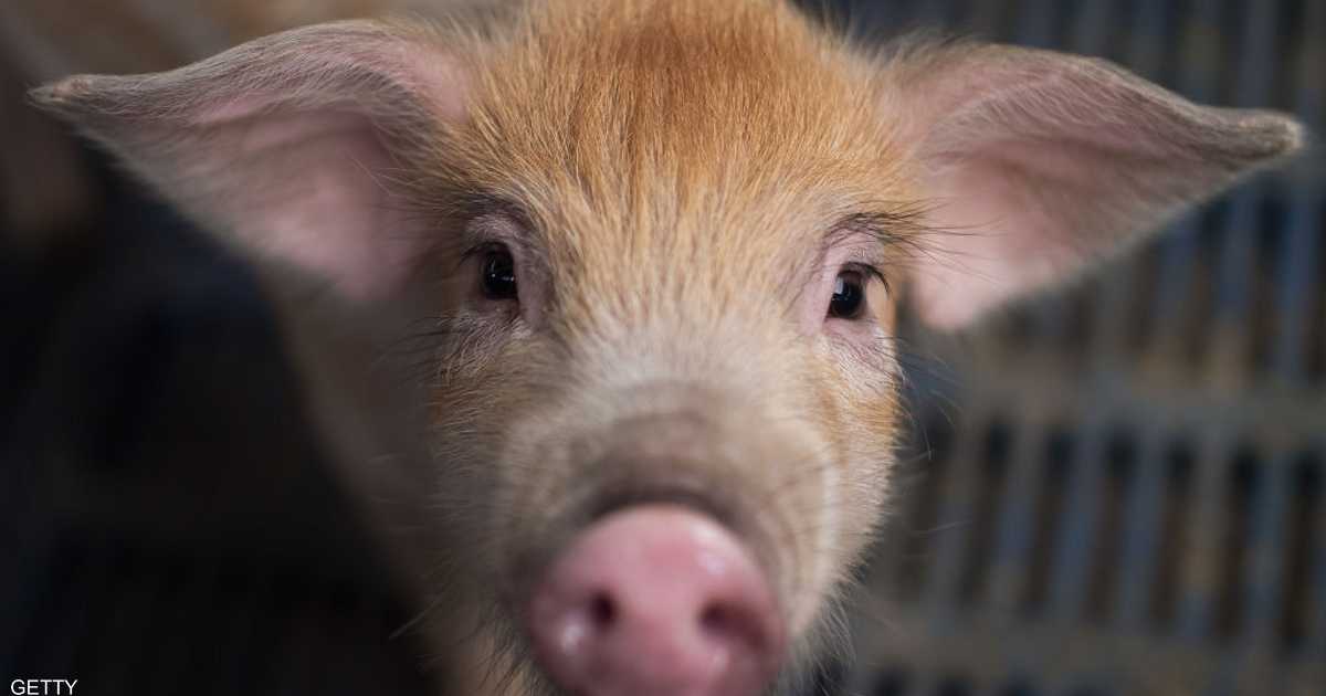 "عقار أمعاء الخنازير" يُبشر بعلاج فعال للجلطات