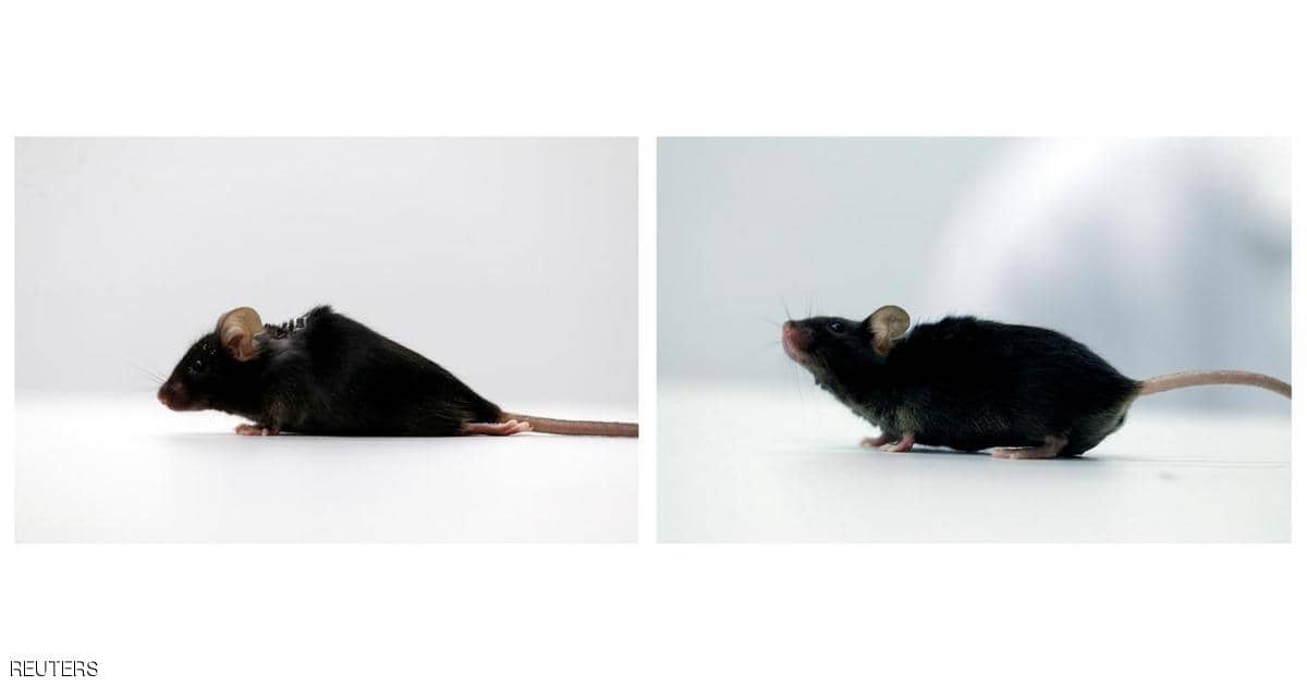 تجارب واعدة تنجح في استعادة الحركة لفئران مشلولة