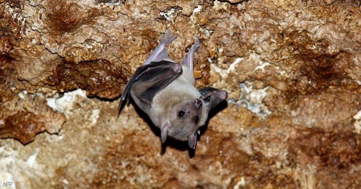 السر الخطير.. لماذا يتهم الخفاش بنشر فيروسات العالم القاتلة؟