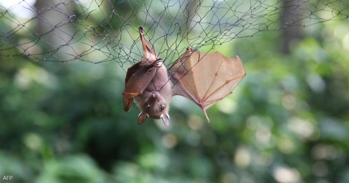 الخفافيش مجددا..العلماء يكتشفون فيروسا آخرا "مطابقا لكورونا"