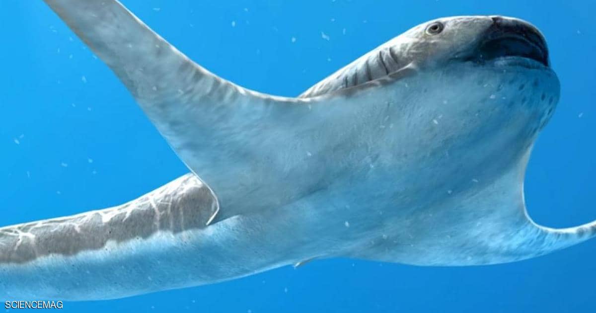 "القرش المجنح".. علماء يكتشفون نوعا غريبا من الكائنات