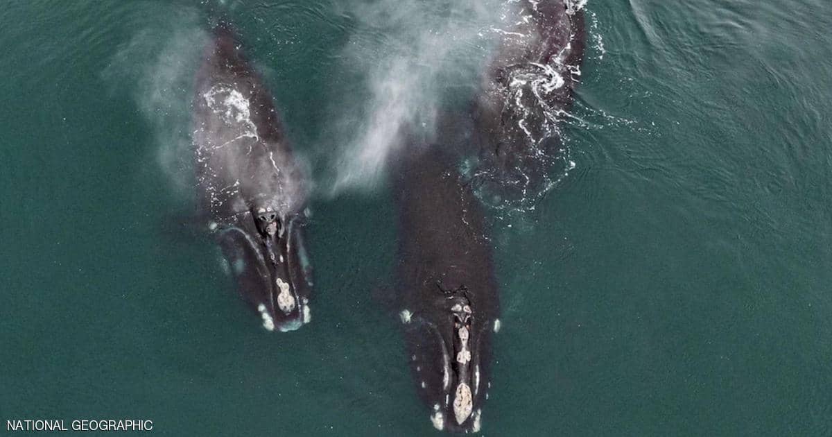"عناق الحيتان".. فيديو مذهل يُرصد لأول مرة