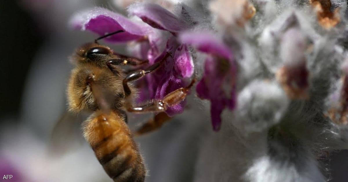 "لسعة النحل".. حقائق مذهلة يكشفها العلم