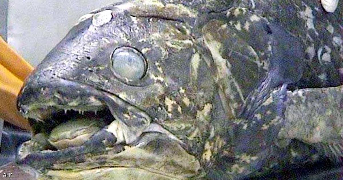 "سمكة مذهلة" عمرها 100 عام.. وفترة حملها 5 سنوات