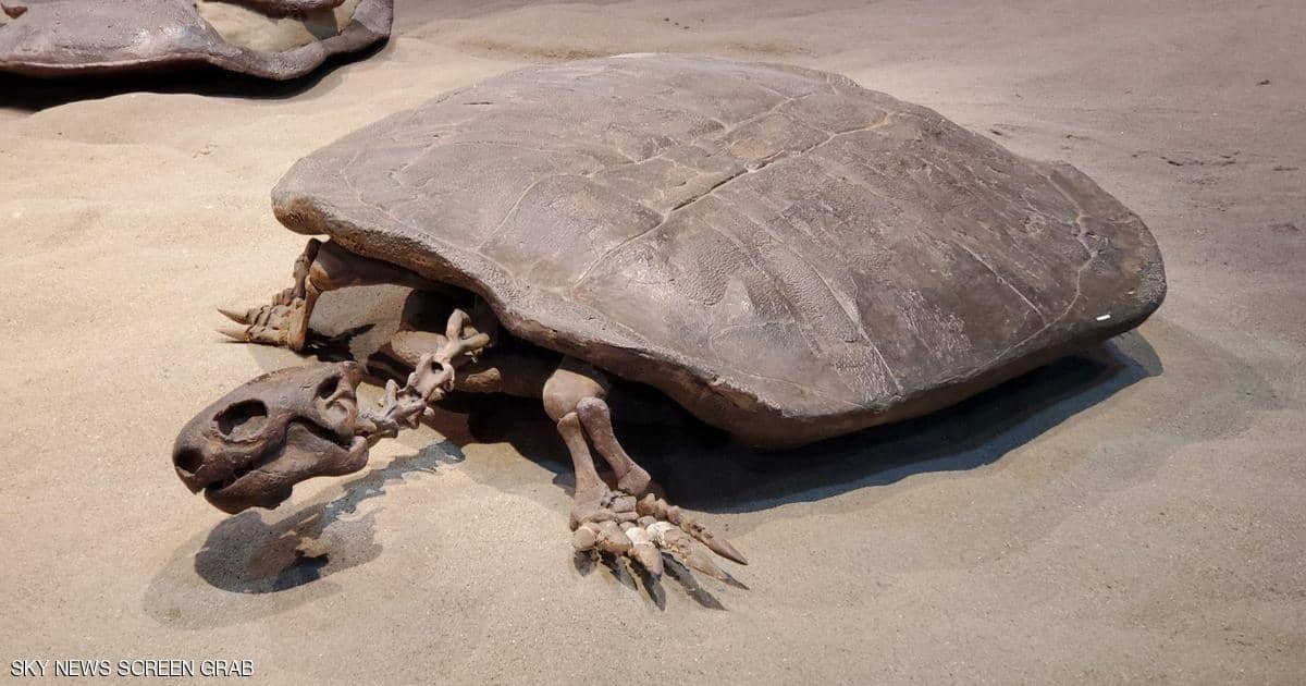 سلحفاة بحجم الإنسان.. اكتشاف مثير من عصر الديناصورات