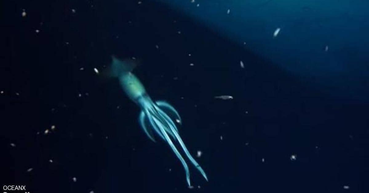 العثور على "مخلوق أكبر من الإنسان" في البحر الأحمر