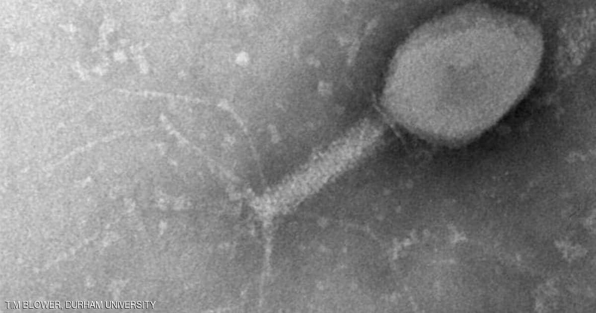 باحثون: البكتيريا تطوّر مناعة قوية للحماية من الفيروسات