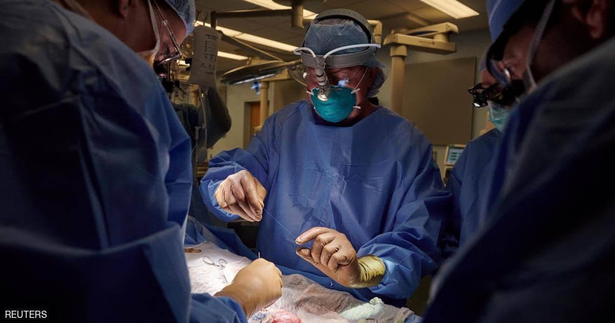 جراحون ينجحون في اختبار زرع كلية خنزير في مريضة من البشر