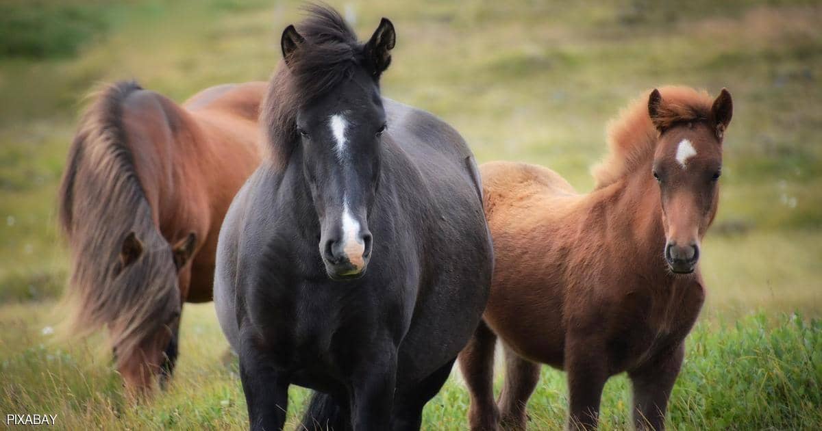 "أصل الخيول" الذي حيّر العلماء.. دراسة حديثة تزيل الغموض