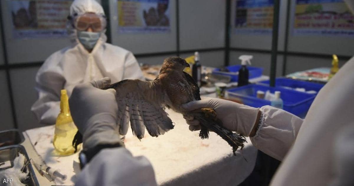 تحذير دولي من تفش سريع لإنفلونزا الطيور بآسيا وأوروبا
