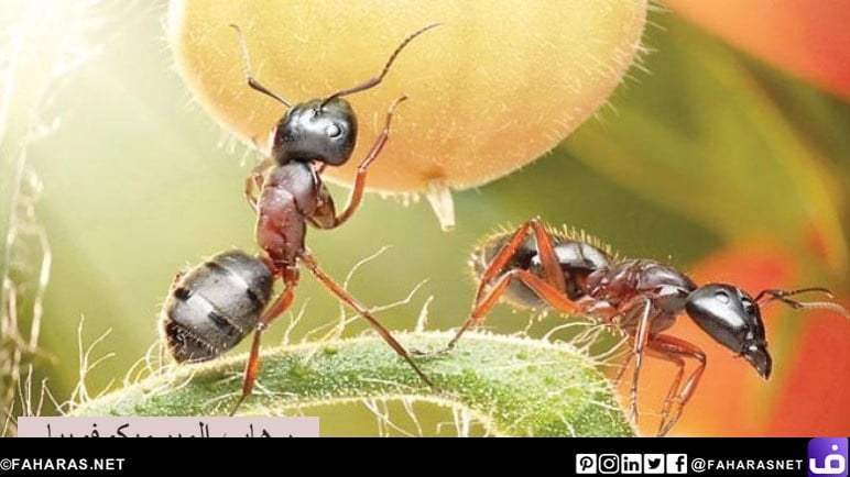 رهاب النمل - رهاب الميرميكوفوبيا - الخوف من النمل