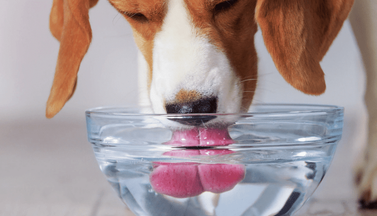 شرب الماء بكثرة عند الكلاب