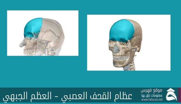 Frontal Bone