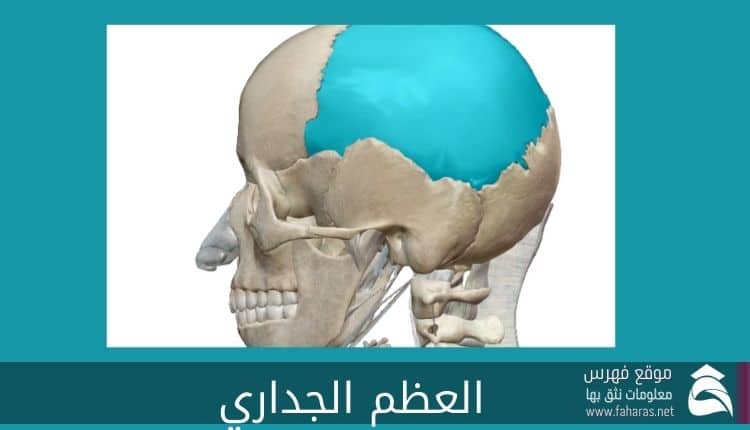 العظم الجداري في تركيب الجمجمة