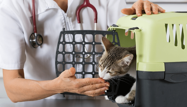 علاج احتباس البول عند القطط