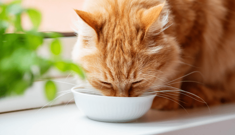معالجة الجفاف عند القطط