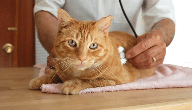 مرض المستخفيات عند القطط