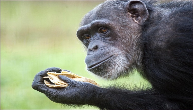 طعام الشمبانزي المفضل
