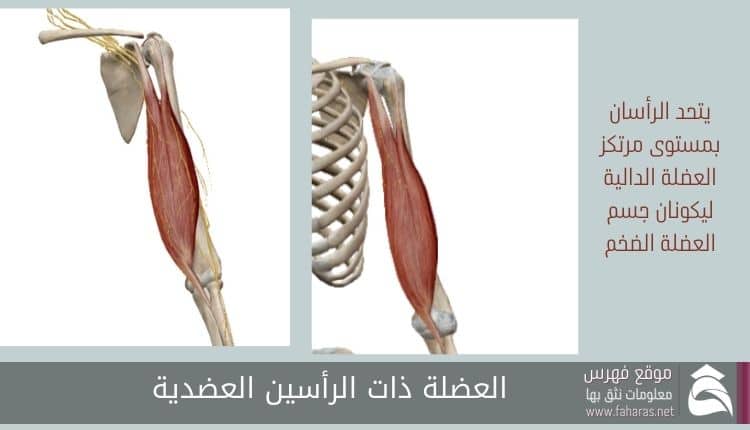 العضلة ذات الرأسين العضدية في تشريح عضلات الذراع