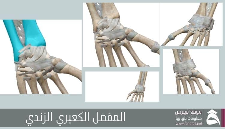 تشريح عظام الساعد