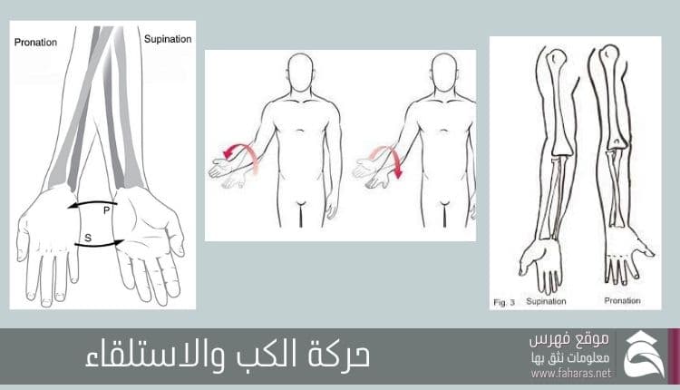 تشريح عظام الساعد