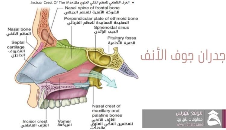 تشريح جوف الأنف (الأنف الداخلي)