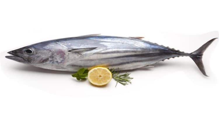 أهمية سمك التونة