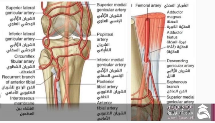 التروية في تشريح مفصل الركبة