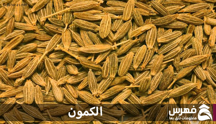 نبتة الكمون