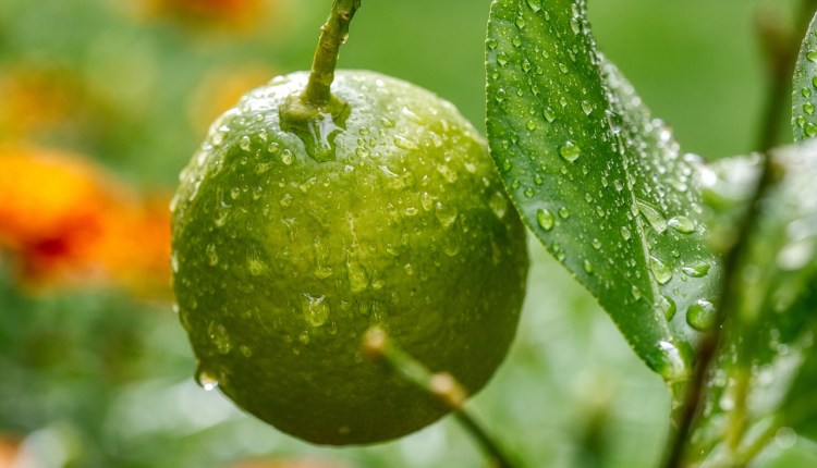 أهم أسباب ضعف إنتاج شجرة الليمون٬ الطريقة الصحيحة لتسميد شجرة الليمون