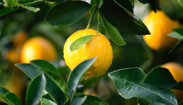 كم تستغرق شجرة الليمون حتى تثمر وزيادة إنتاجها.