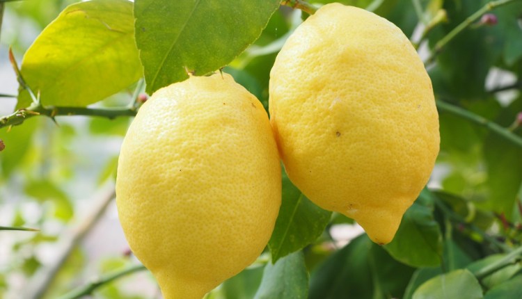 كيفية زيادة إنتاج شجرة الليمون٬ والعناية بها