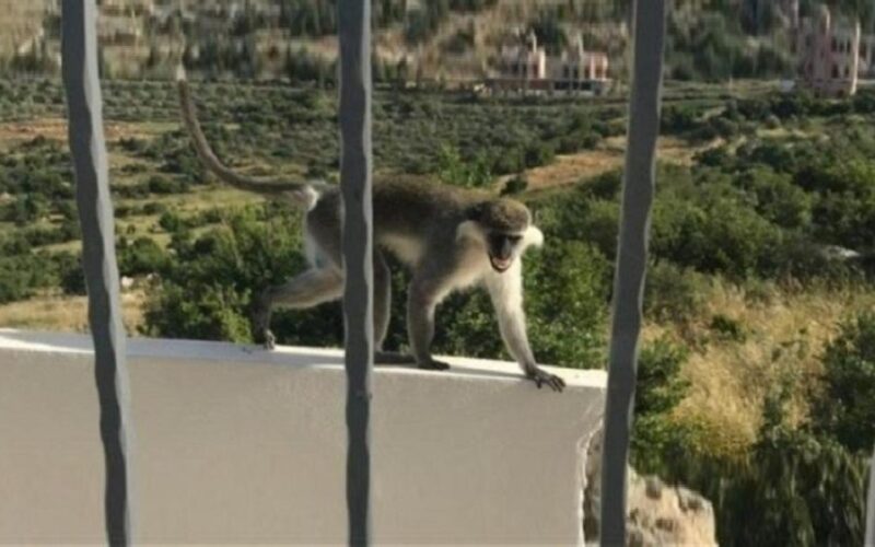 الامم المتحدة تتدخل من اجل القرد “طشطوش” شاهد التفاصيل