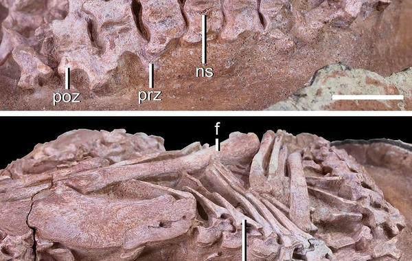 العثور على جنين ديناصور في بيضة متحجرة بالصين