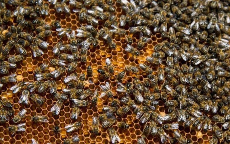 النحل وطرق علاجات الطب البديل