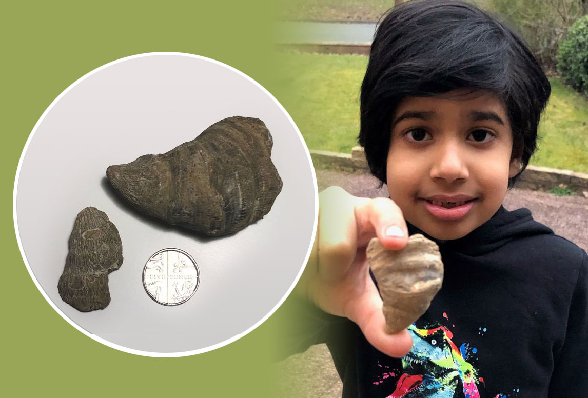طفل يعثر على حفرية عمرها  488 مليون سنة في حديقته