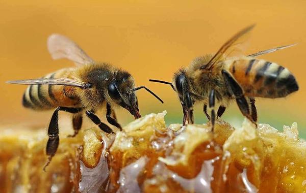 أبوظبي تستضيف المؤتمر الثالث للجمعية العربية لتربية النحل في 21 نوفمبر الجاري