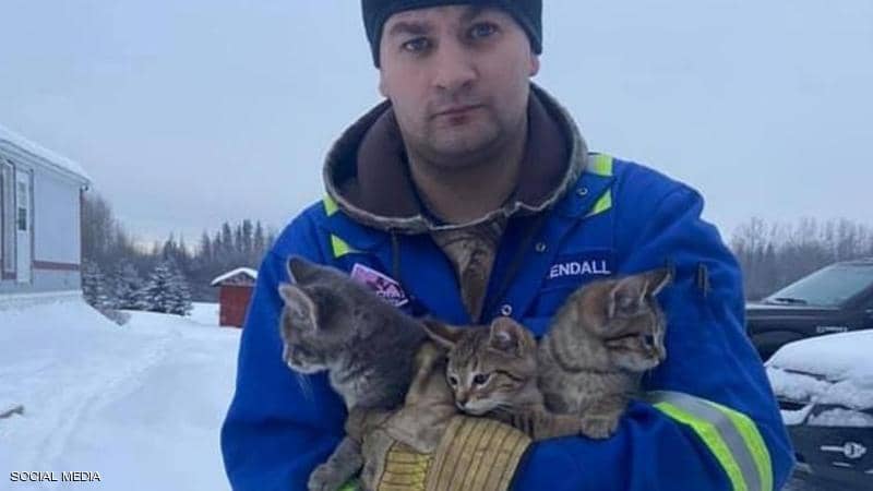 3 قطط صغيرة تم إنقاذهم من التجمد