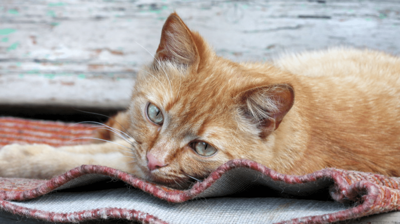 التهاب المثانة عند القطط