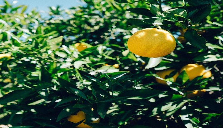 زيادة إنتاج شجرة الليمون
