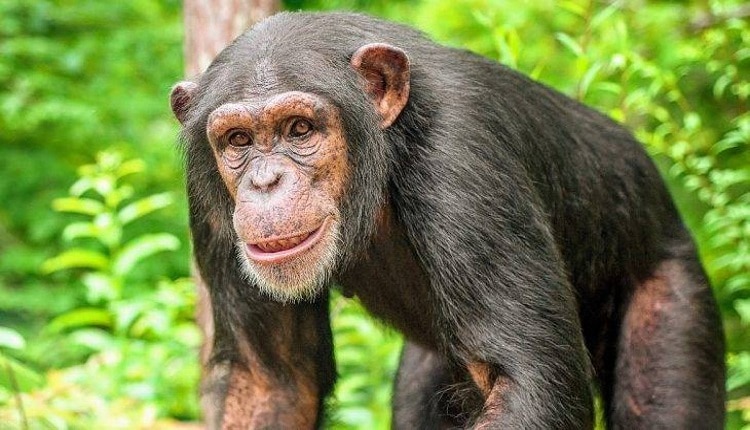 معلومات عن حيوان الشمبانزي