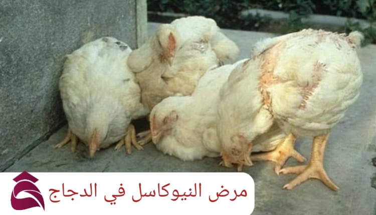 مرض النيوكاسل في الدجاج
