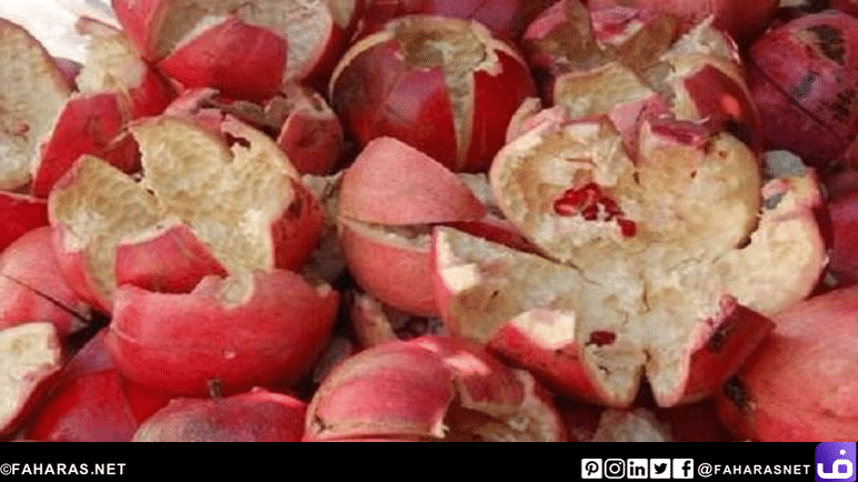 فوائد قشور الرمان العلاجية pomegranate peel |شبكة فهرس