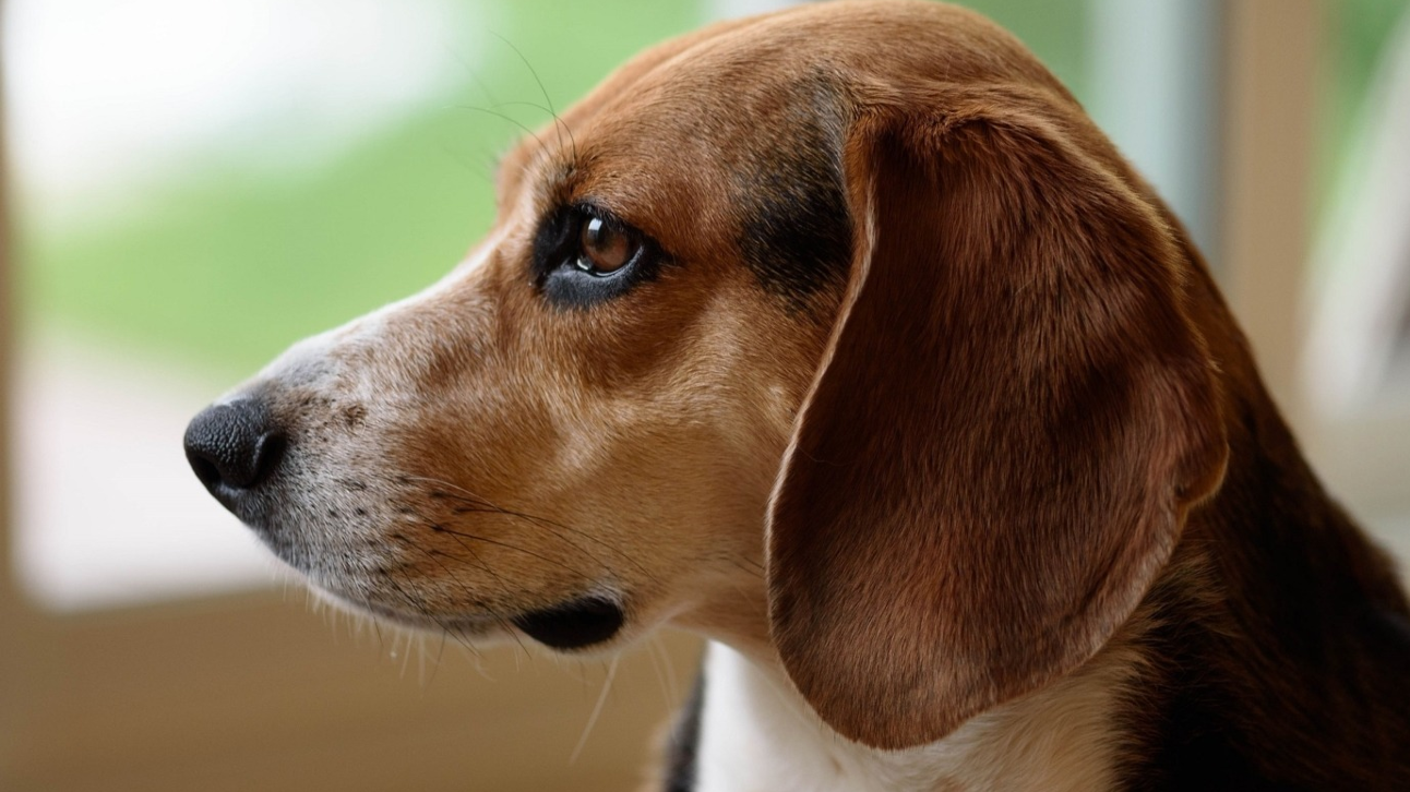 سرطان البروستاتا عند الكلاب