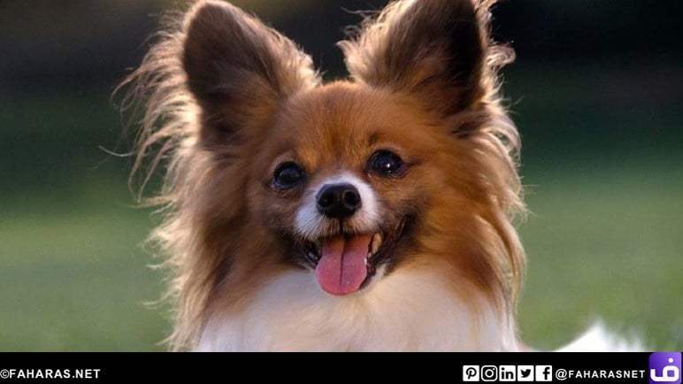 10 من أصغر أنواع الكلاب في العالم