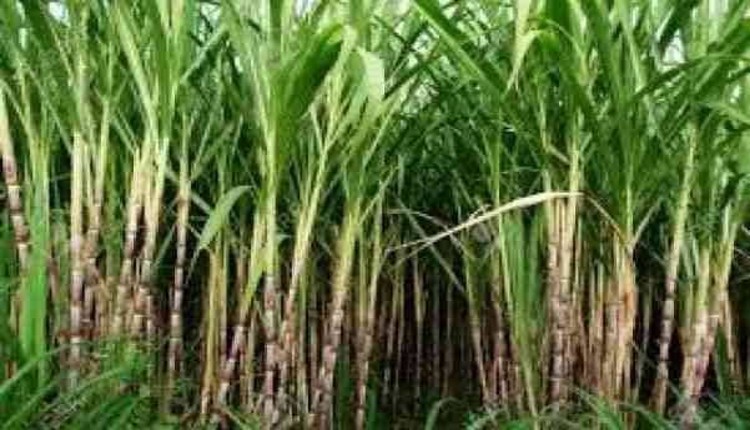 زراعة قصب السكر