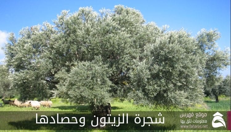 شجرة الزيتون وحصادها